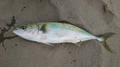 イナダの釣果
