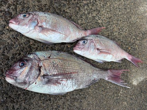 マダイの釣果
