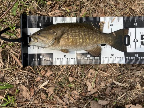 スモールマウスバスの釣果