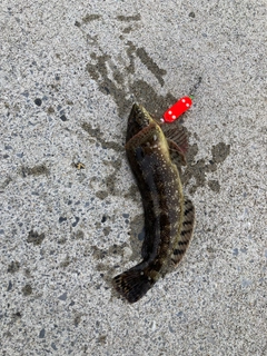 アイナメの釣果