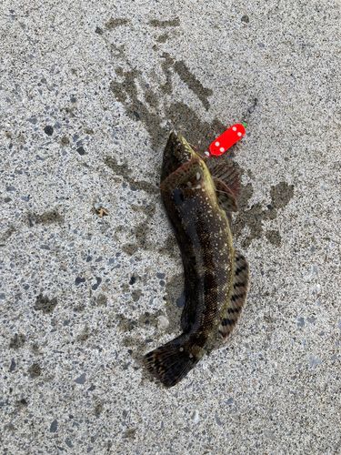 アイナメの釣果