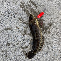 アイナメ