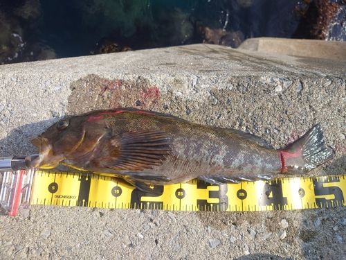 アイナメの釣果