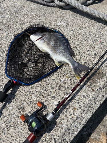 キビレの釣果