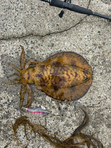アオリイカの釣果