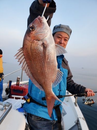 マダイの釣果