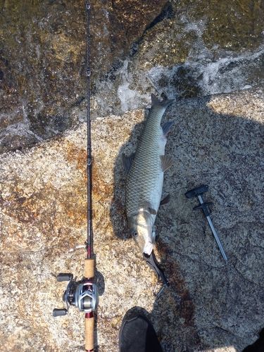 ニゴイの釣果