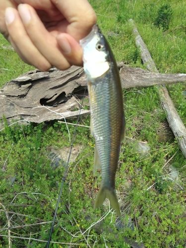 ハスの釣果