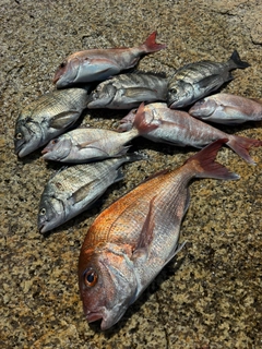 マダイの釣果