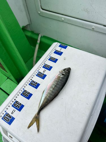 メジナの釣果