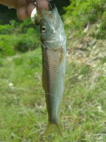 ハスの釣果