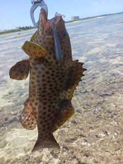 シロブチハタの釣果