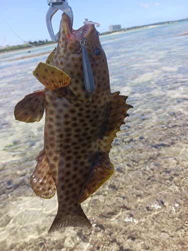 シロブチハタの釣果