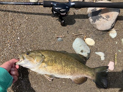 スモールマウスバスの釣果