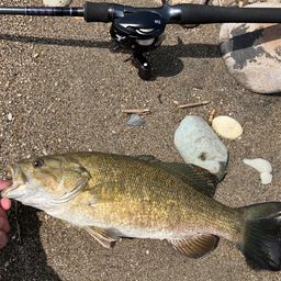 スモールマウスバス