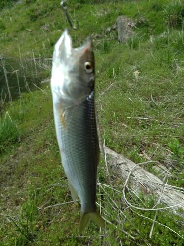 ハスの釣果