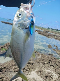 オニヒラアジの釣果