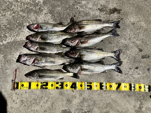 セイゴ(マルスズキ)の釣果