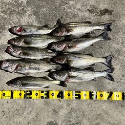 セイゴ（マルスズキ）