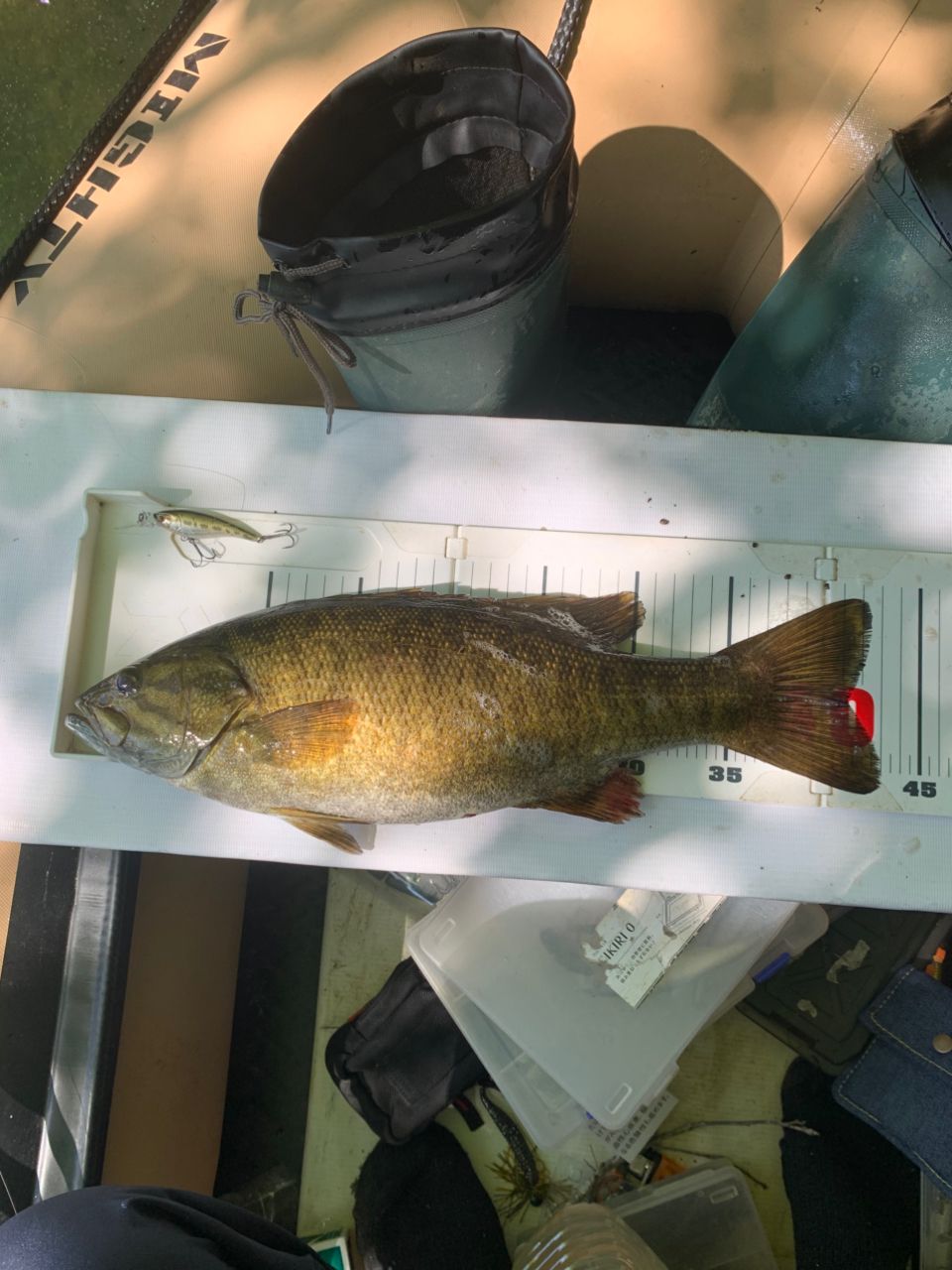 スモールマウスバス