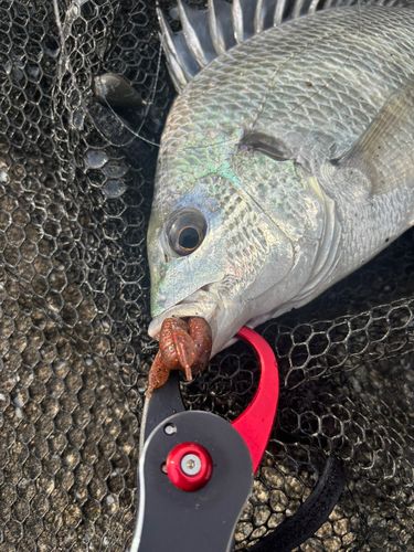 キビレの釣果