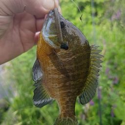 ブルーギル