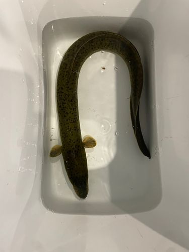 オオウナギの釣果