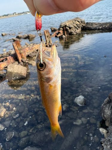 釣果