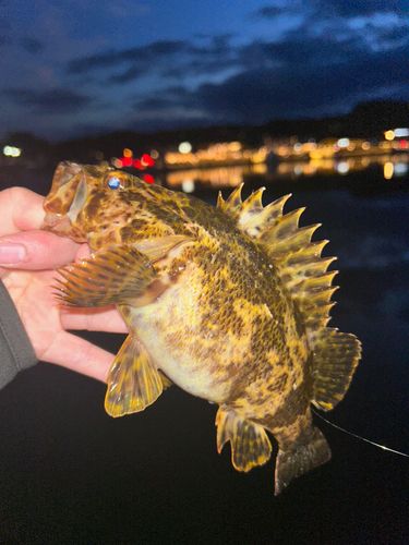 タケノコメバルの釣果
