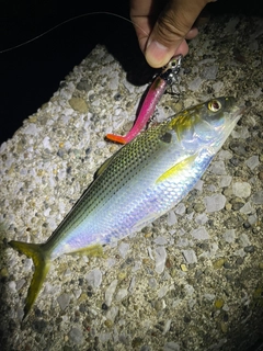 コノシロの釣果