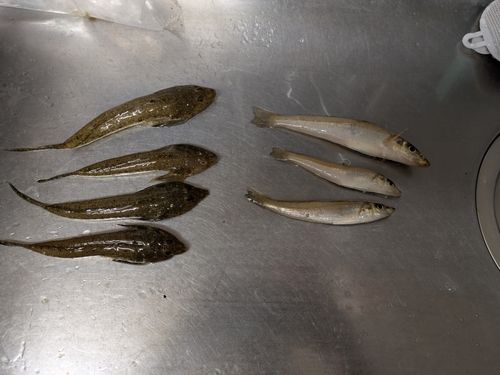 キスの釣果
