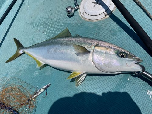 ヒラマサの釣果