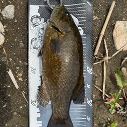 スモールマウスバス