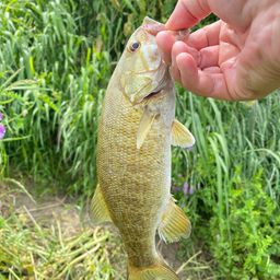 スモールマウスバス