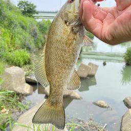 スモールマウスバス