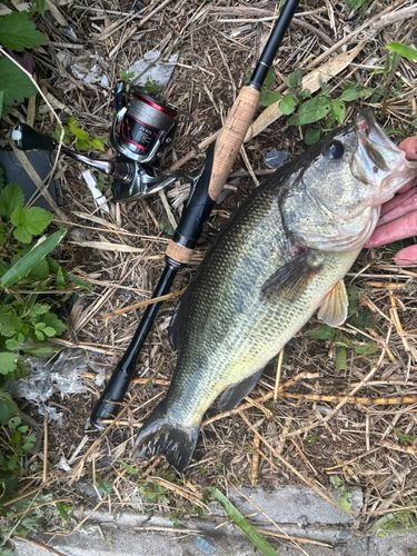 ブラックバスの釣果