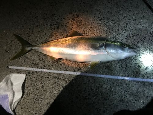 ハマチ