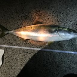 ハマチ