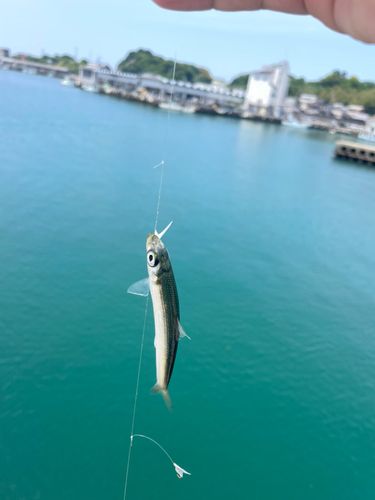 サバの釣果