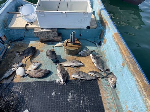 クロダイの釣果