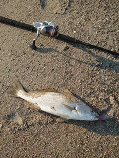 ニベの釣果