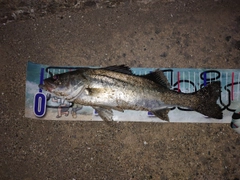 セイゴ(マルスズキ)の釣果