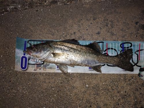 セイゴ（マルスズキ）の釣果