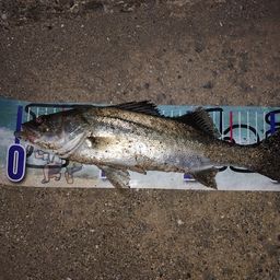 セイゴ（マルスズキ）