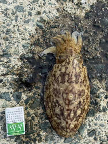 モンゴウイカの釣果