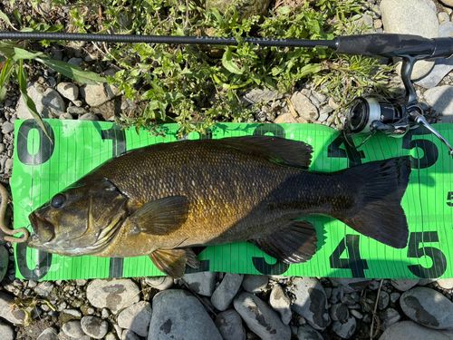スモールマウスバスの釣果