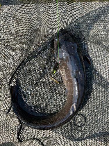 マナマズの釣果