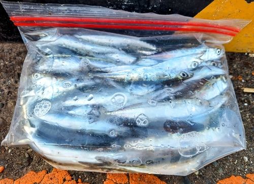 サバの釣果