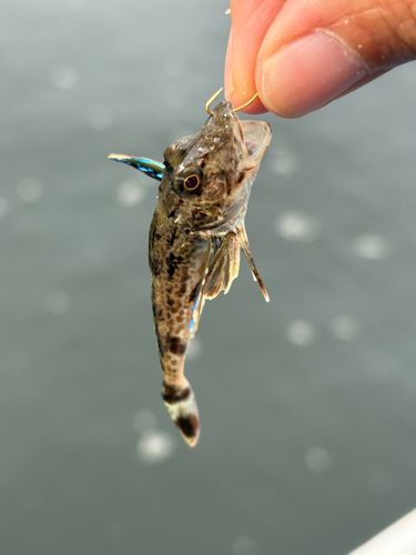 ホウボウの釣果