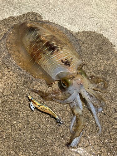 アオリイカの釣果